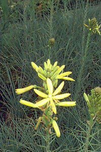Asphodeline lutea P9 BIO - afbeelding 5