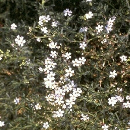 Gypsophila repens 'Alba' P9 BIO - afbeelding 2