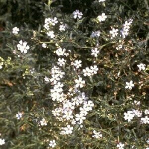 Gypsophila repens 'Alba' P9 BIO - afbeelding 2