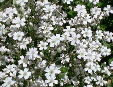 Gypsophila repens 'Alba' P9 BIO - afbeelding 3