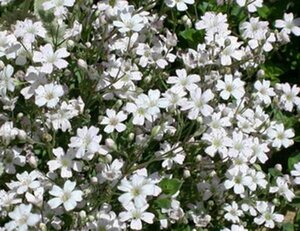 Gypsophila repens 'Alba' P9 BIO - afbeelding 3