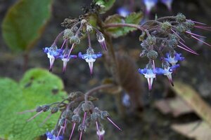 Trachystemon orientalis P9 BIO