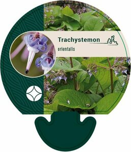 Trachystemon orientalis P9 BIO