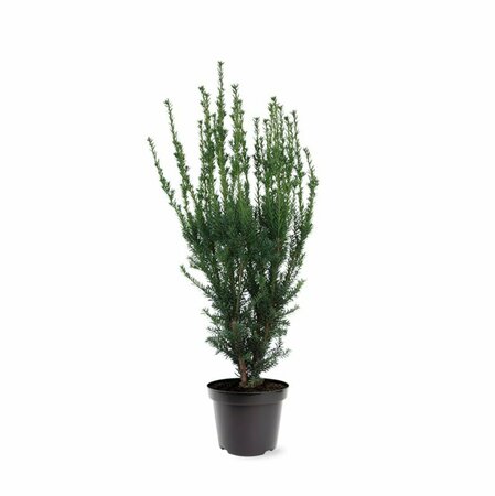 Taxus media 'Hillii' 40/50 C. - afbeelding 3