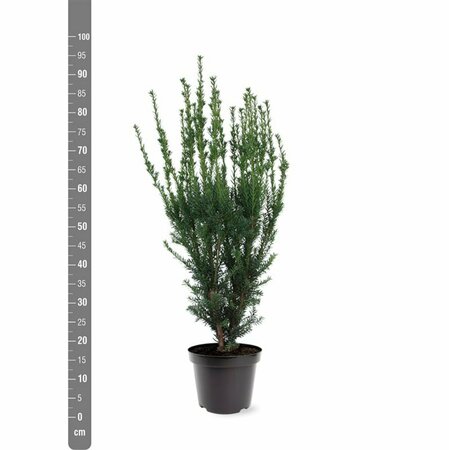 Taxus media 'Hillii' 40/50 C. - afbeelding 2