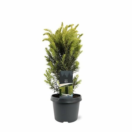 Taxus media 'Hillii' 40/50 C. - afbeelding 11
