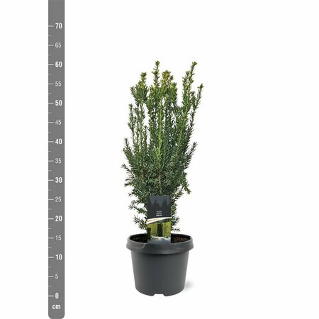 Taxus media 'Hillii' 40/50 C. - afbeelding 4