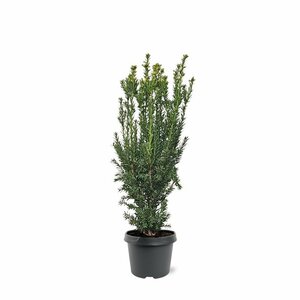 Taxus media 'Hillii' 40/50 C. - afbeelding 5