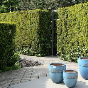 Taxus media 'Hillii' 40/50 C. - afbeelding 10