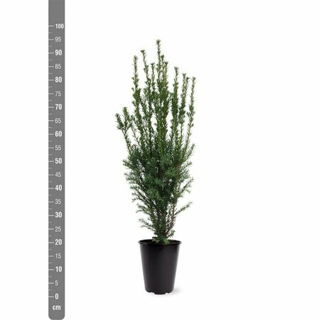 Taxus media 'Hillii' 40/50 C. - afbeelding 6