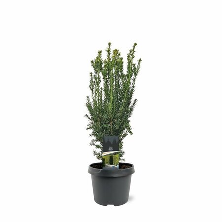 Taxus media 'Hillii' 40/50 C. - afbeelding 6