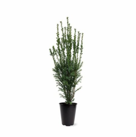 Taxus media 'Hillii' 40/50 C. - afbeelding 4