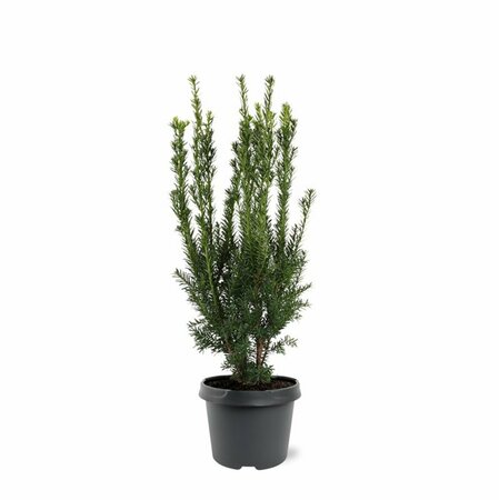 Taxus media 'Hillii' 40/50 C. - afbeelding 8