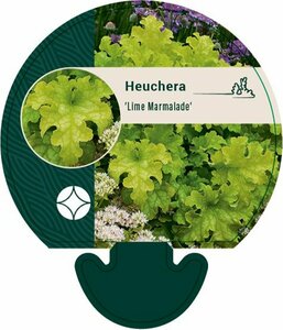 Heuchera 'Lime Marmalade' C2 - afbeelding 5