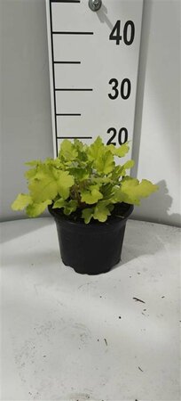 Heuchera 'Lime Marmalade' C2 - afbeelding 1