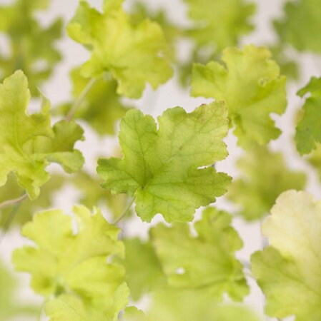 Heuchera 'Lime Marmalade' C2 - afbeelding 4