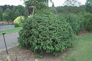 Corylus avellana 'Contorta' 125/150 C. - afbeelding 2