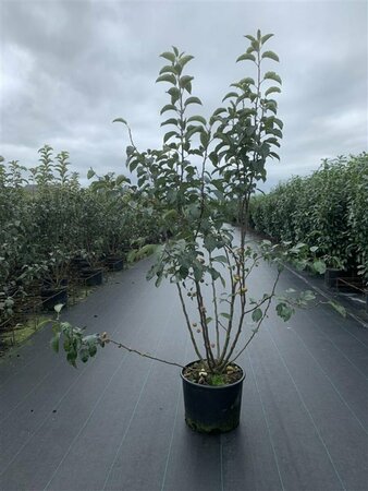 Malus 'Evereste' ST. 120 C. - afbeelding 2