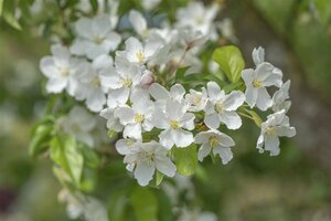 Malus 'Fontana' ST. 180 8-10 C. 