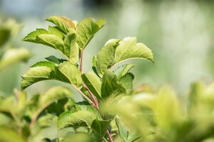 Malus toringo 'Tina' ST. 180 6-8 C. 