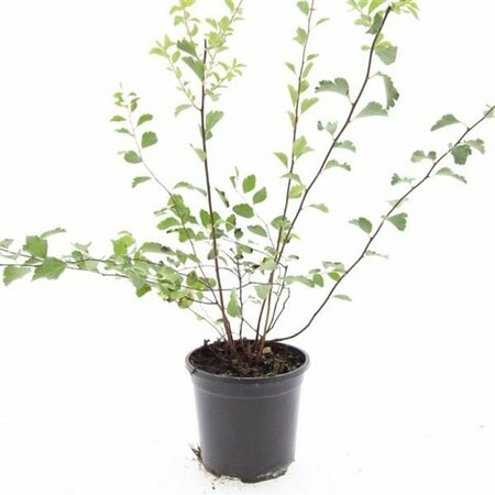 Spiraea vanhouttei 60/80 C. - afbeelding 3