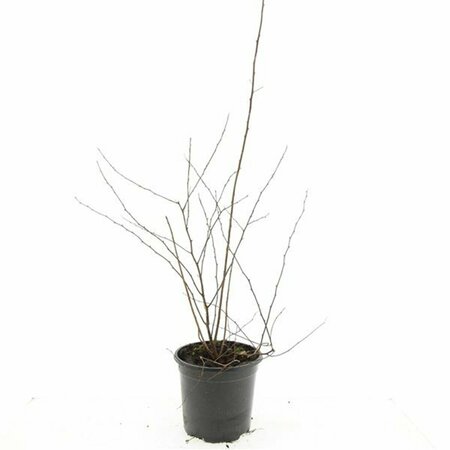 Spiraea vanhouttei 60/80 C. - afbeelding 4