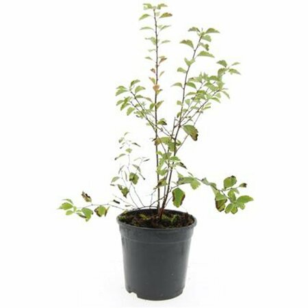 Spiraea vanhouttei 60/80 C. - afbeelding 5