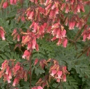 Dicentra formosa 'Luxuriant' C1.5 - afbeelding 6