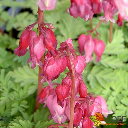 Dicentra formosa 'Luxuriant' C1.5 - afbeelding 2