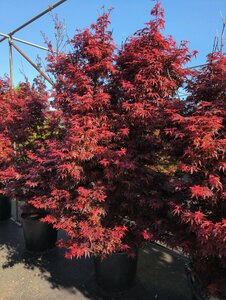 Acer palmatum 'Skeeter's Broom' 50/60 C. 