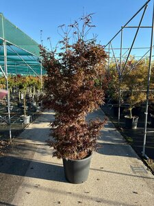 Acer palmatum 'Skeeter's Broom' 50/60 C. 