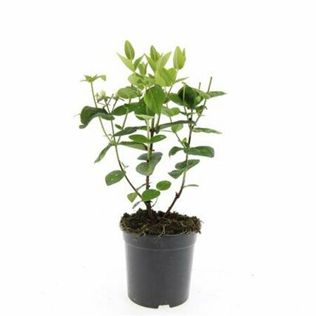 Hypericum inodorum 'Magical White' C1.5 - afbeelding 5