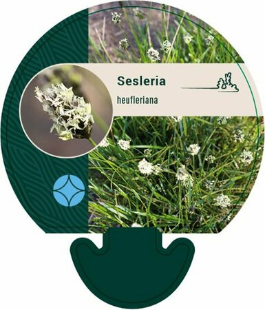 Sesleria heufleriana C1.5 - afbeelding 1