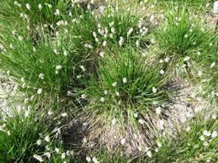 Sesleria heufleriana C1.5 - afbeelding 2