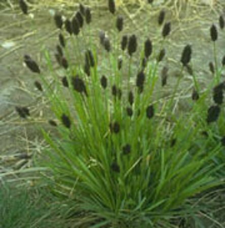 Sesleria heufleriana C1.5 - afbeelding 3