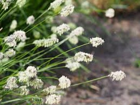 Sesleria heufleriana C1.5 - afbeelding 4