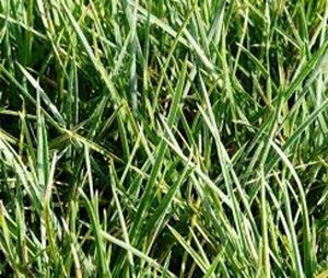 Sesleria heufleriana C1.5 - afbeelding 5
