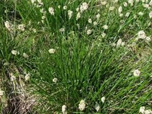 Sesleria heufleriana C1.5 - afbeelding 6