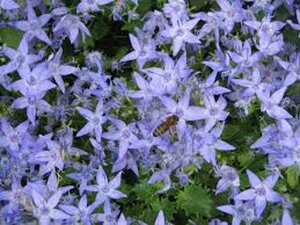 Campanula garganica P9 - afbeelding 3