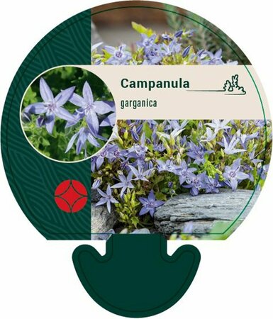 Campanula garganica P9 - afbeelding 4