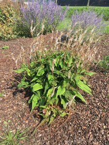 Persicaria amplexicaule 'Alba Junior' P9 - afbeelding 2