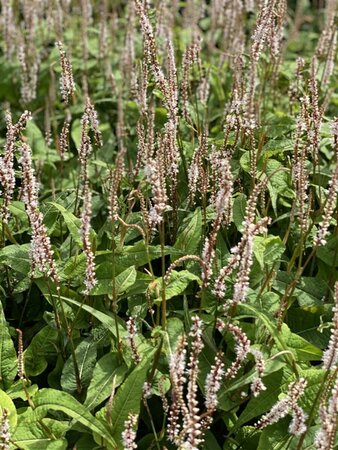 Persicaria amplexicaule 'Alba Junior' P9 - afbeelding 4