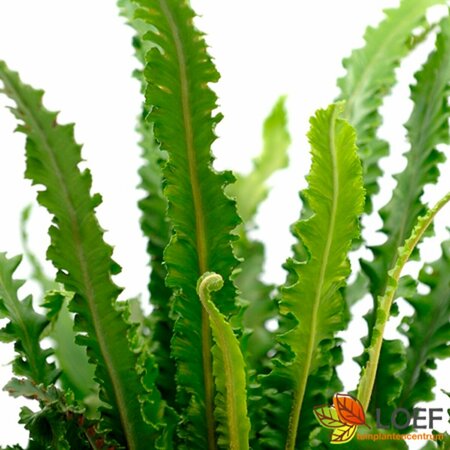 Asplenium scolopendrium 'Angustatum' P9 - afbeelding 2