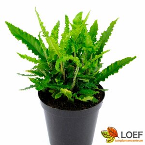 Asplenium scolopendrium 'Angustatum' P9 - afbeelding 3