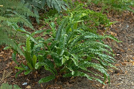 Asplenium scolopendrium 'Angustatum' P9 - afbeelding 5