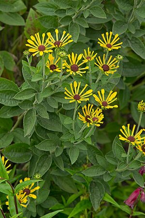 Rudbeckia subtomentosa 'Little Henry' P9 - afbeelding 3