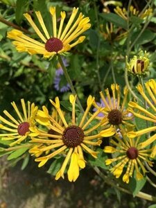 Rudbeckia subtomentosa 'Little Henry' P9 - afbeelding 5