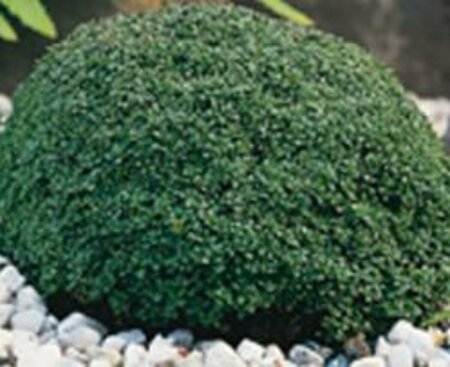 Thymus 'Elfin' P13 BIO