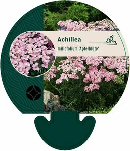 Achillea millefolium 'Apfelblüte' P9 BIO
