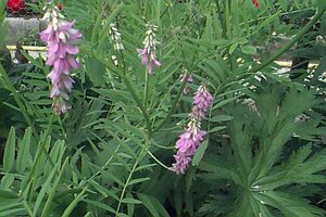 Galega officinalis P9 BIO